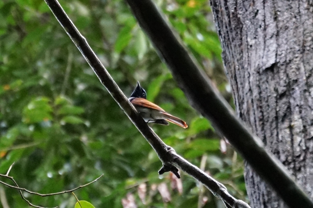 Asian Paradise Flycatcher (Terpsiphone paradisi)
