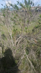 Baccharis salicifolia