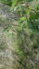 Baccharis salicifolia