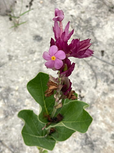 Rhodocalyx rotundifolius