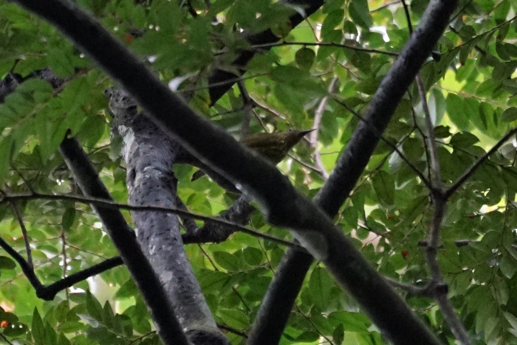 Purple-naped Sunbird (Hypogramma hypogrammicum)