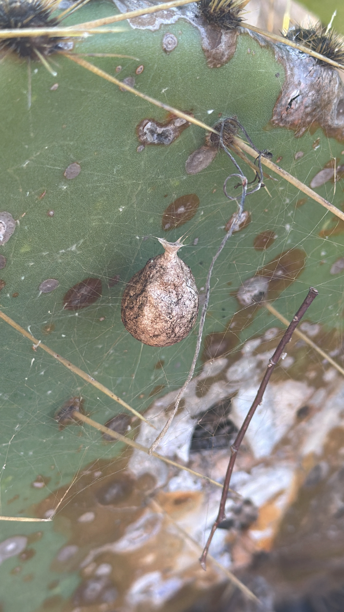 Orb Weavers in Flatonia, TX - Slide 6
