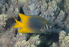 Neoglyphidodon nigroris