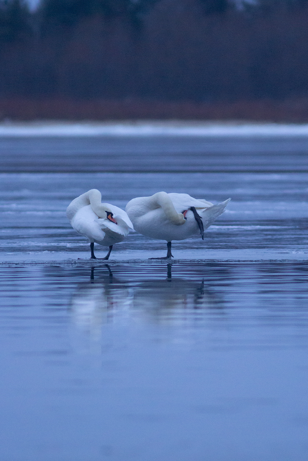 Mute Swan (Cygnus olor), photo 1