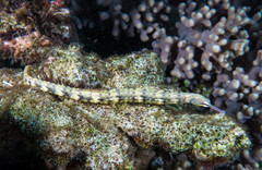 Corythoichthys haematopterus