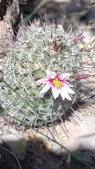 Mammillaria sheldonii