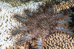 Acanthaster planci