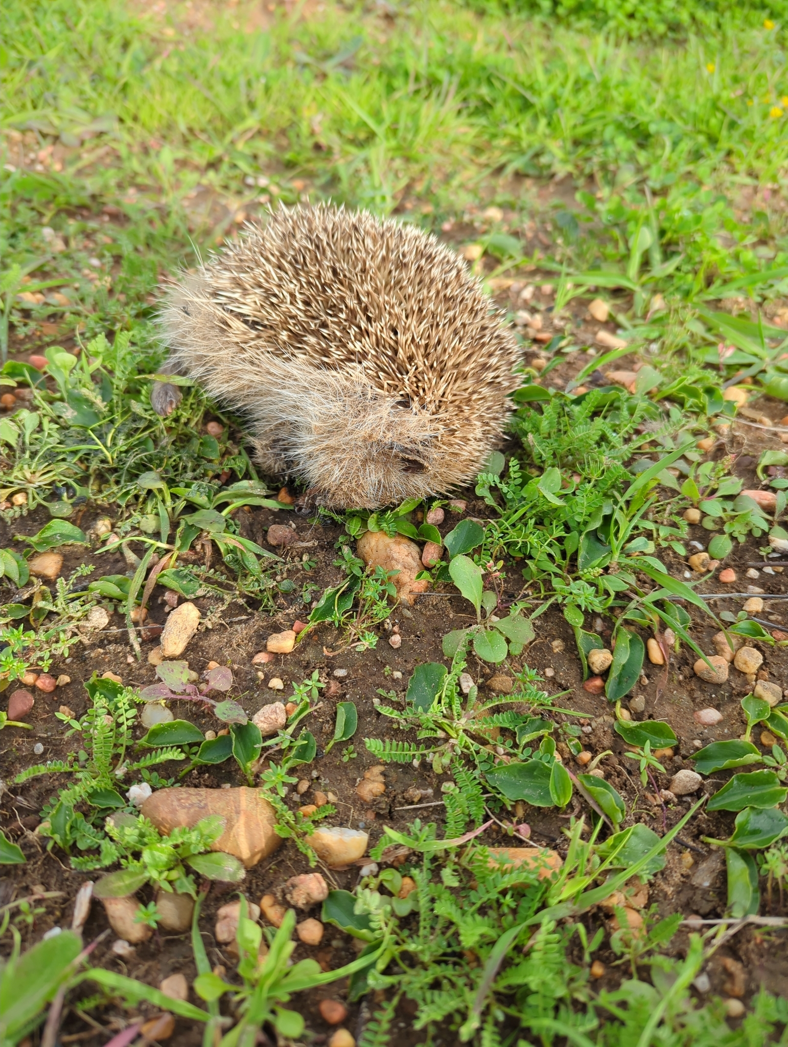 Braunbrustigel