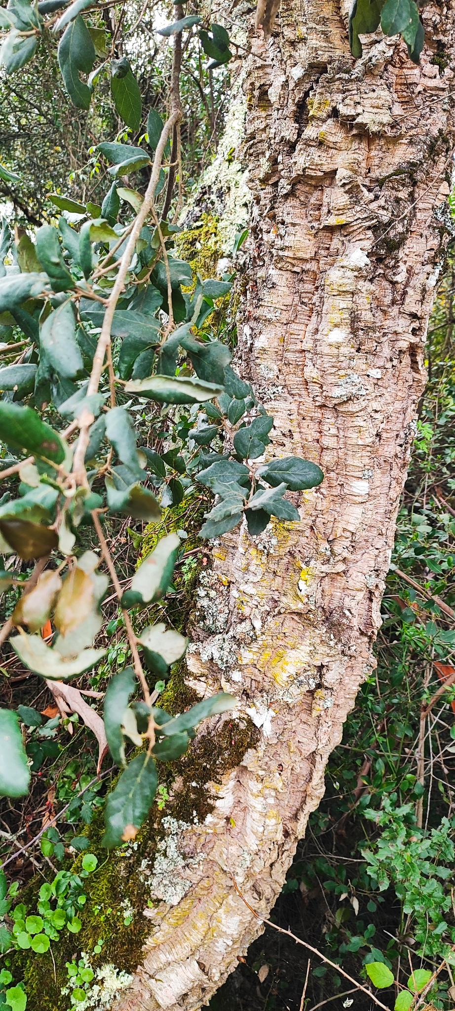 Quercus suber