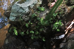 Elatostema stipitatum