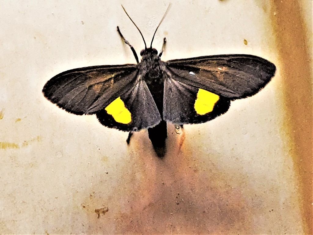 Virbia elisca