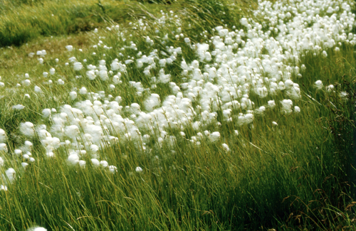 White Cottongrass (Eriophorum scheuchzeri)