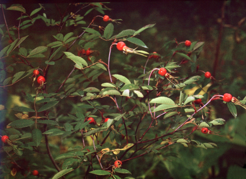 Jakutian rose (Rosa amblyotis)