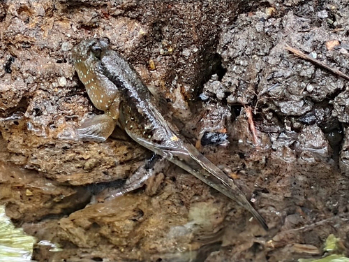 Giant mudskipper (Periophthalmodon schlosseri) — Gobiidae