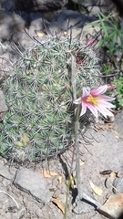 Mammillaria sheldonii