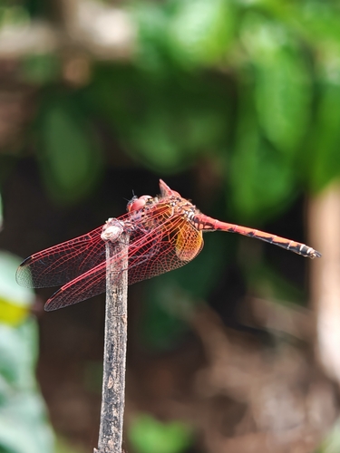 Red-veined Dropwing