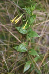 Lisianthius glandulosus