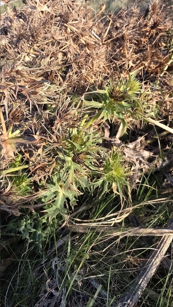 Field eryngo