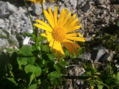 Doronicum