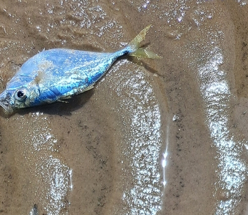 Atlantic bumper (Chloroscombrus chrysurus) — Carangidae