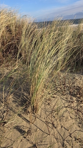 Calamagrostis arenaria, photograph 6