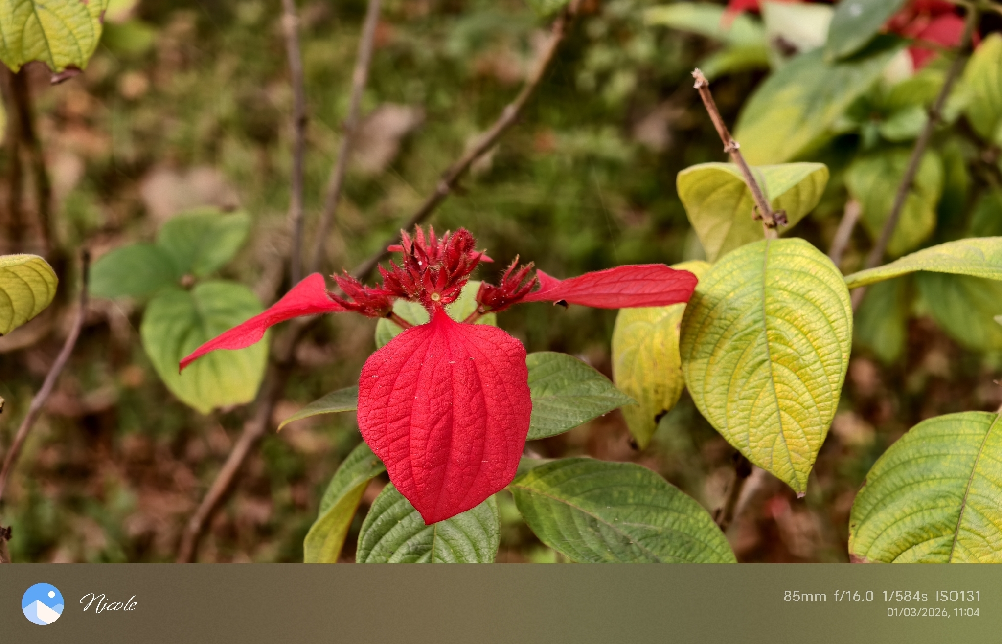 Mussaenda × rosea 3