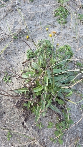 Field sow thistle