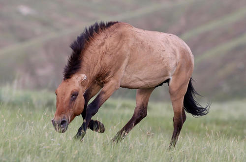 Wild Horse