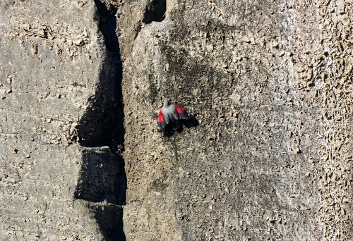 Wallcreeper