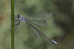Lestes macrostigma