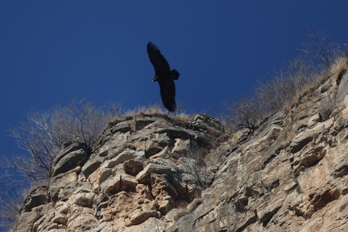 Cinereous Vulture