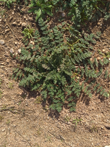 Une autre photo de Common storksbill