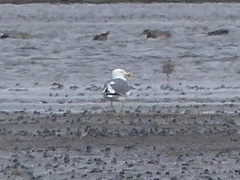 Larus argentatus × dominicanus