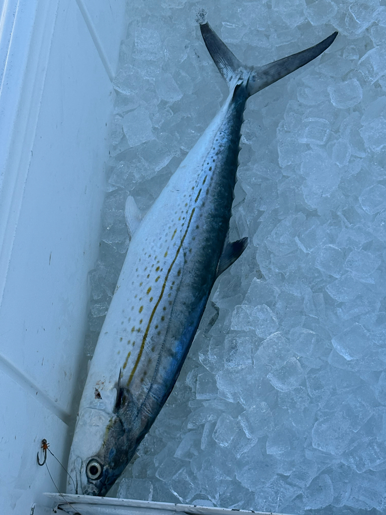 Cero (Scomberomorus regalis) — Scombridae