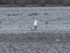 Larus argentatus × dominicanus