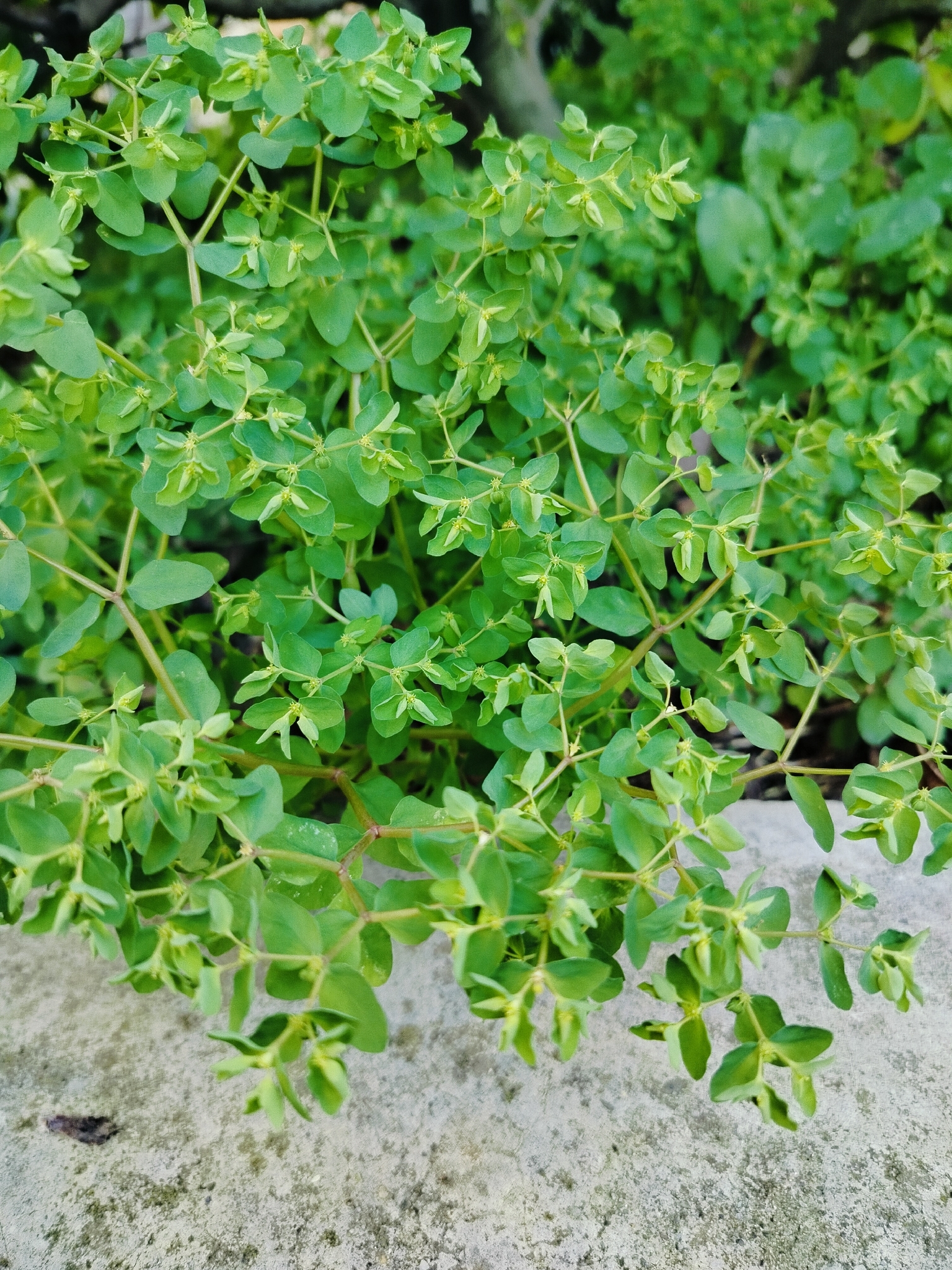 Petty spurge