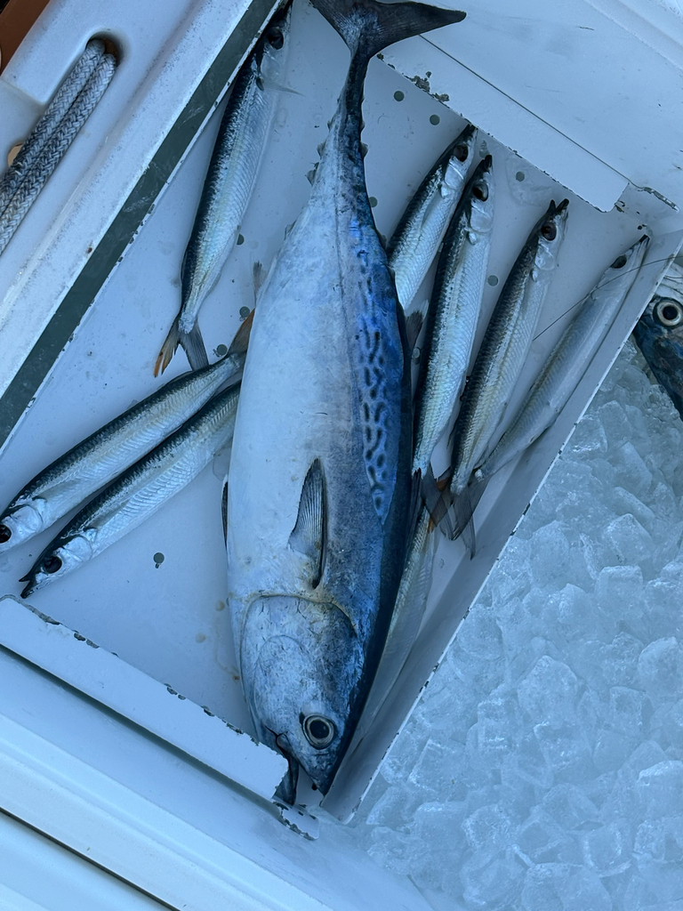 Atlantic black skipjack (Euthynnus alletteratus) — Scombridae