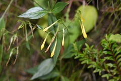 Lisianthius glandulosus