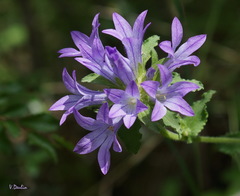 Campanula lingulata