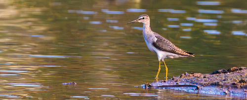 Wood Sandpiper (Tringa glareola)