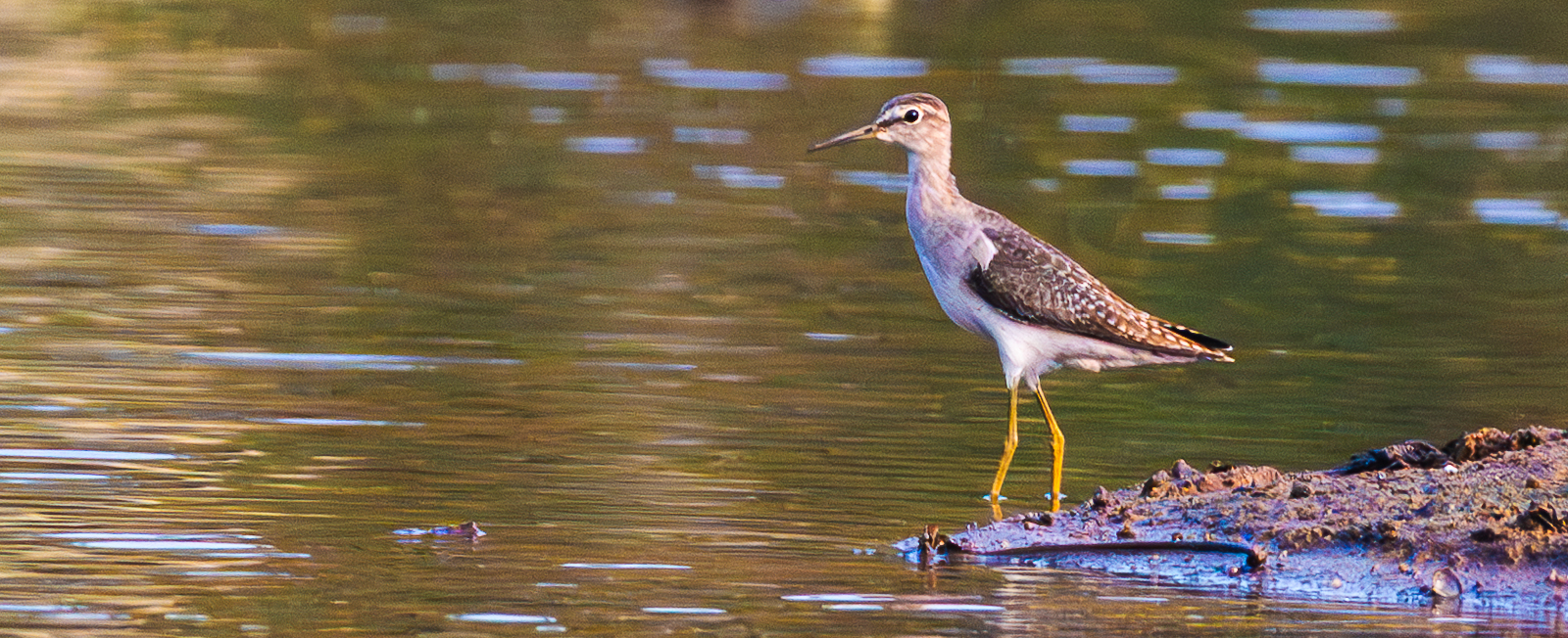 Wood Sandpiper (Tringa glareola), photo 1