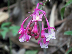 (c) Brian Henderson, some rights reserved (CC BY) Epidendrum porphyreum, photograph (c) Brian Henderson, some rights reserved (CC BY)