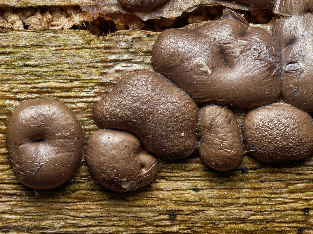Dianema depressum