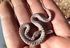 Hypsiglena ochrorhynchus