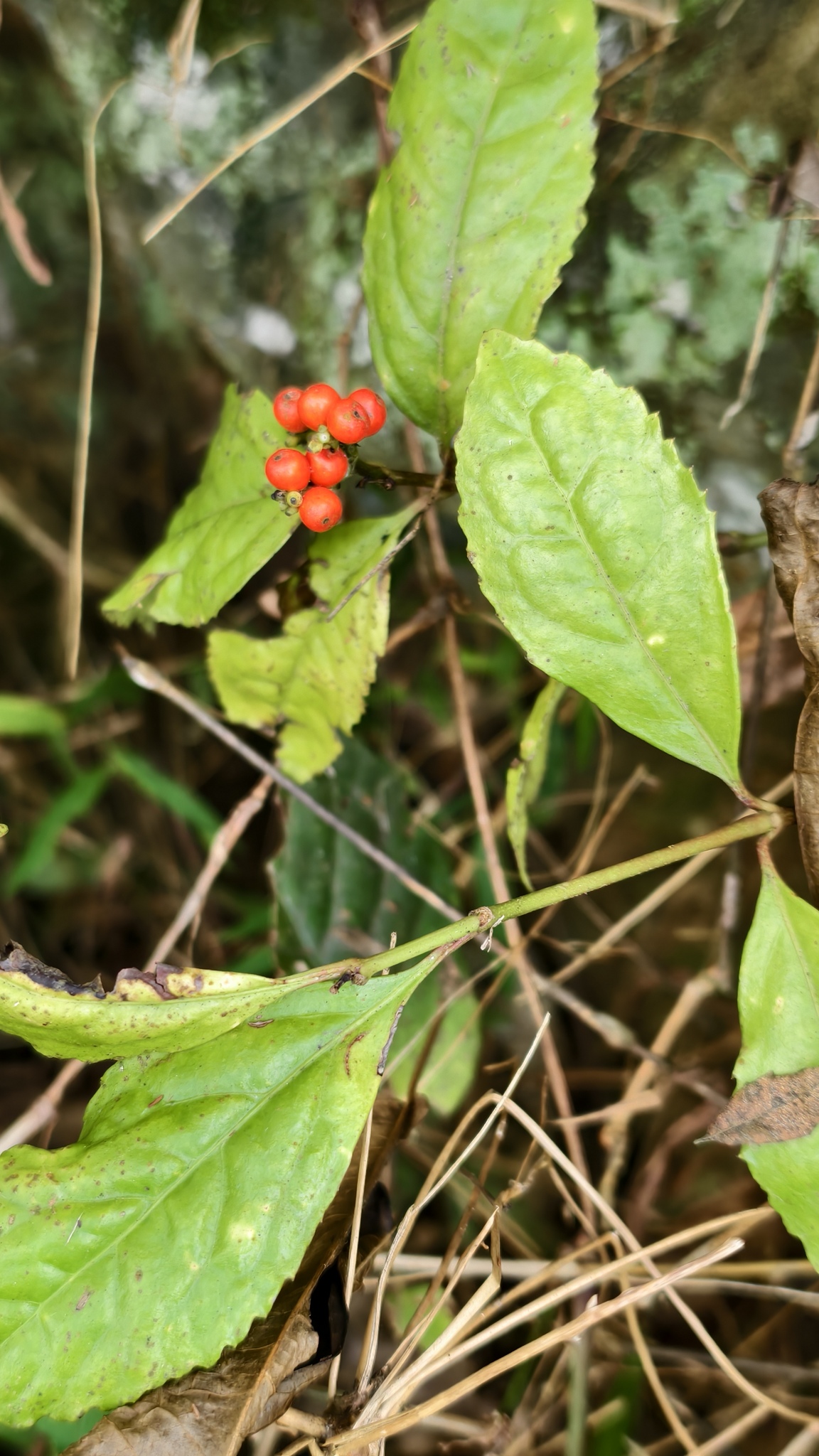 Sarcandra glabra (Sarcandra glabra)