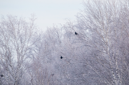 Black Grouse (Lyrurus tetrix)