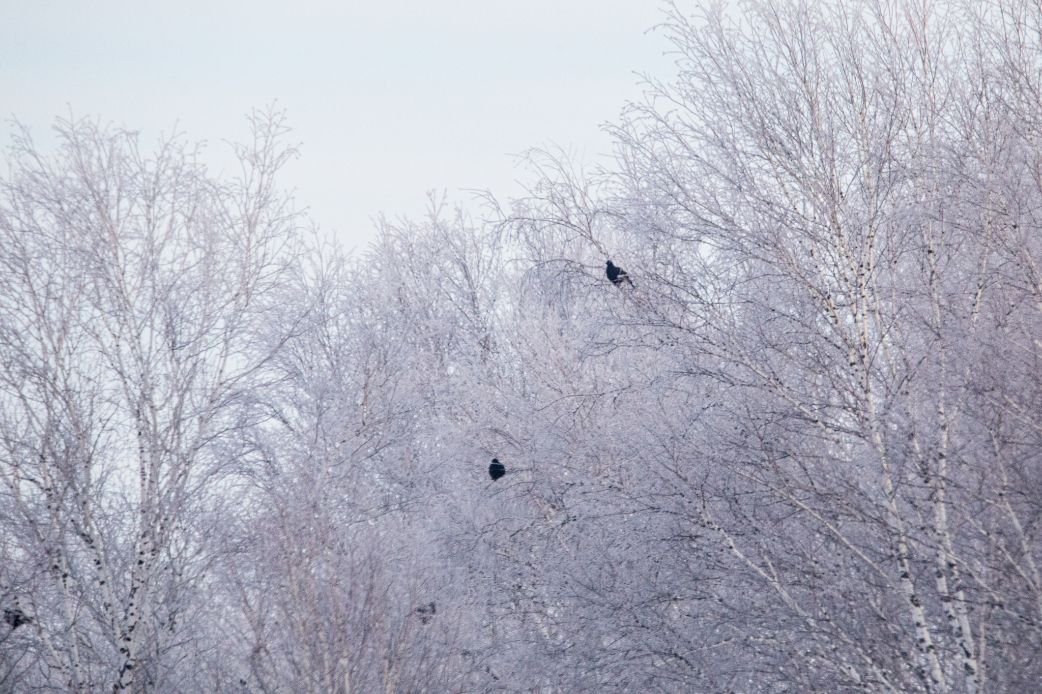 Black Grouse (Lyrurus tetrix), photo 1