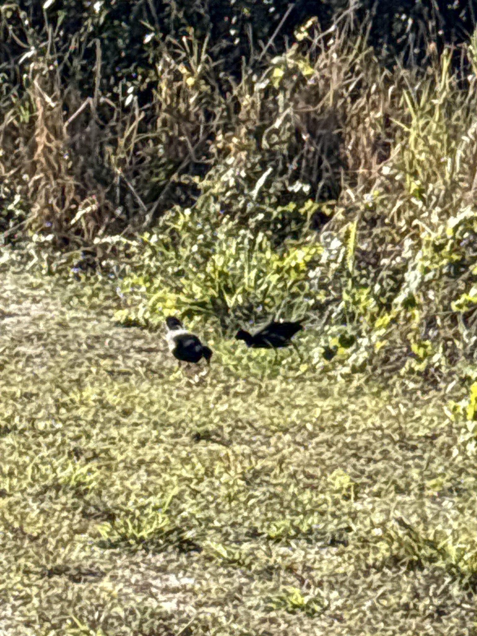 Common Moorhen (Gallinula chloropus), photo 2