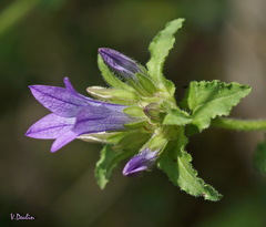 Campanula lingulata