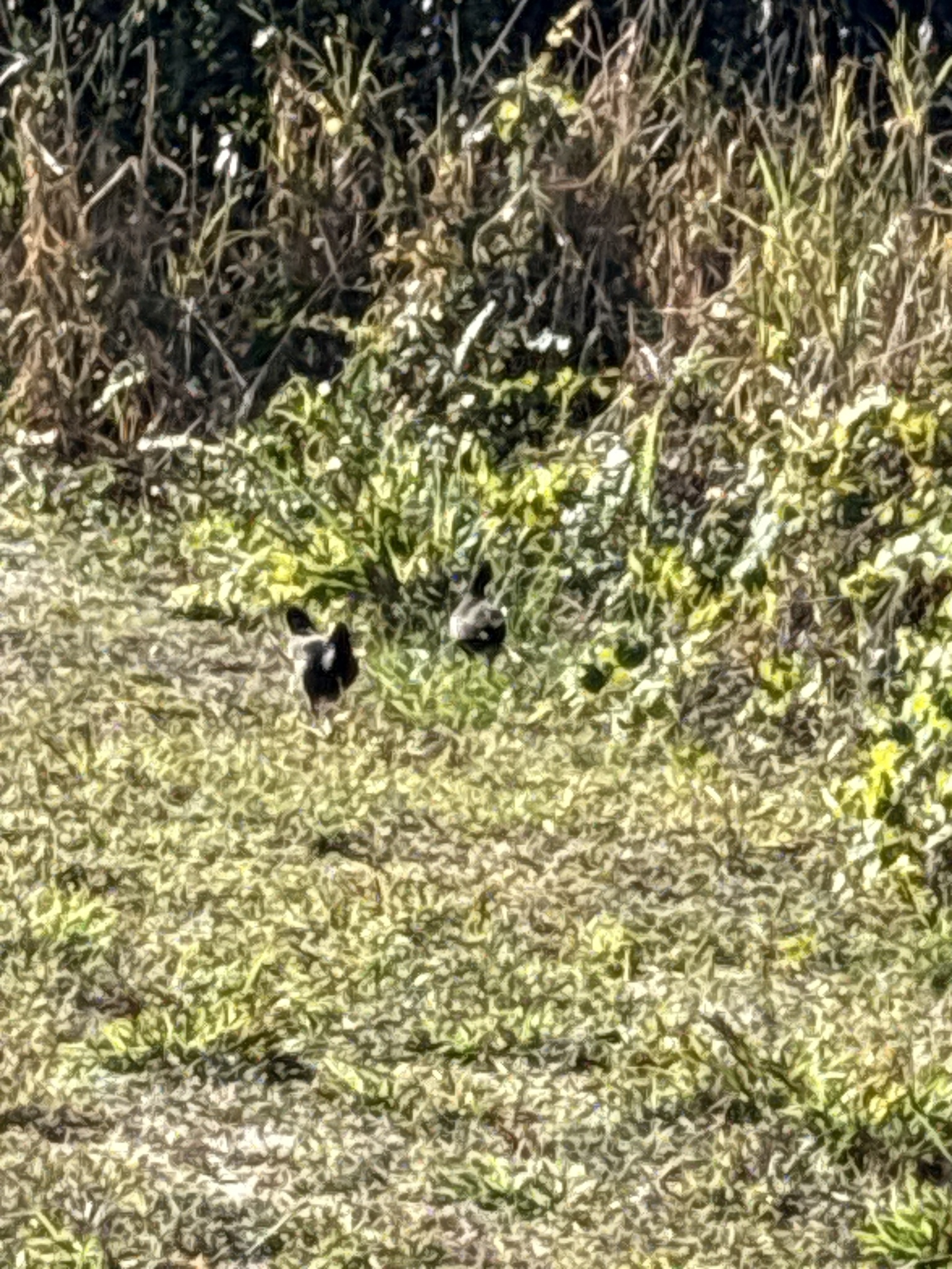Common Moorhen (Gallinula chloropus), photo 3